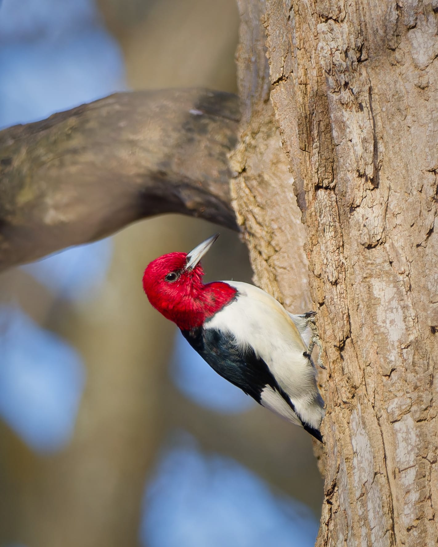 Know Your Birds: Red-Headed Woodpecker • Chris Dzombak