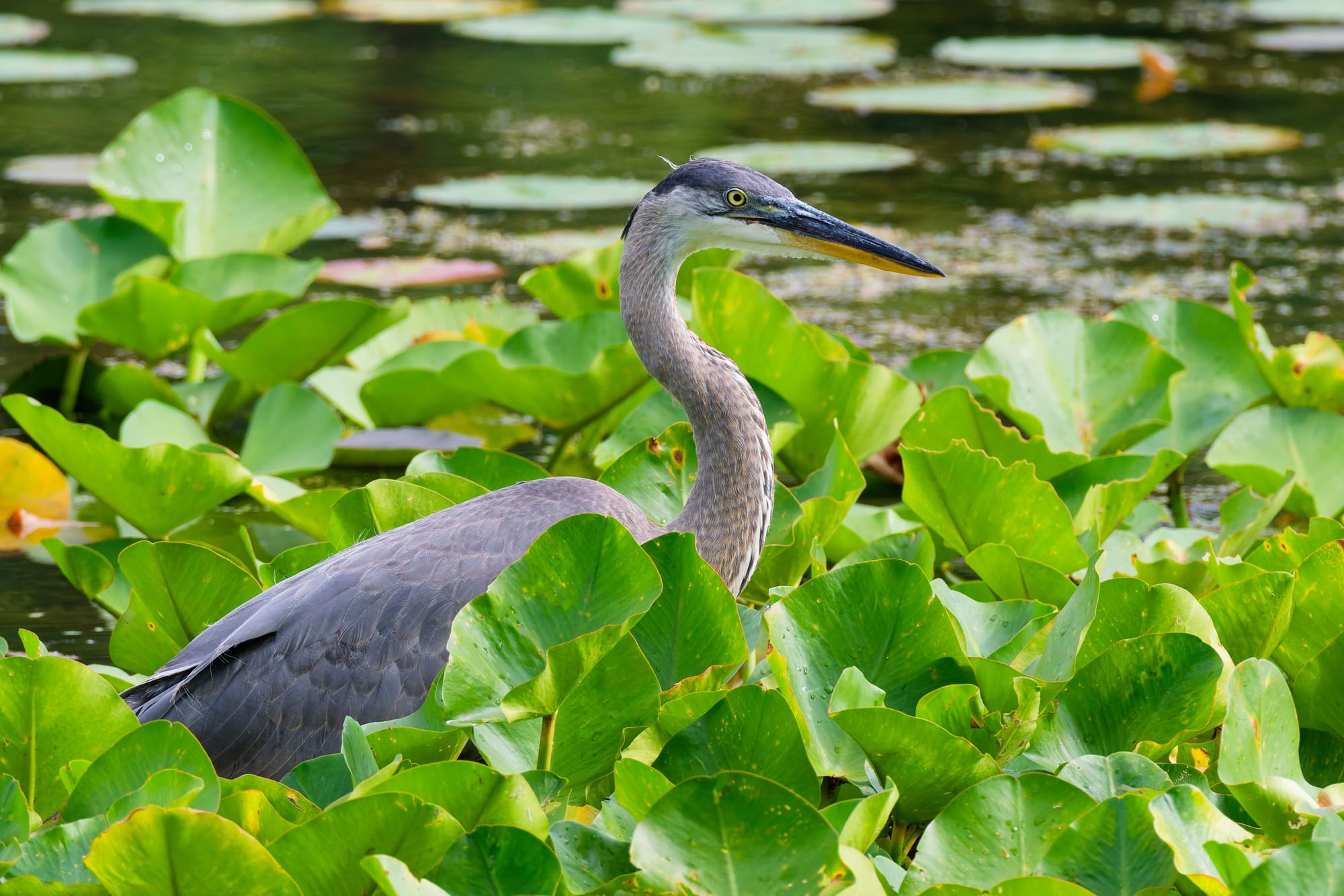 #latergram: Bird Photos from Kensington Metropark, July 2025