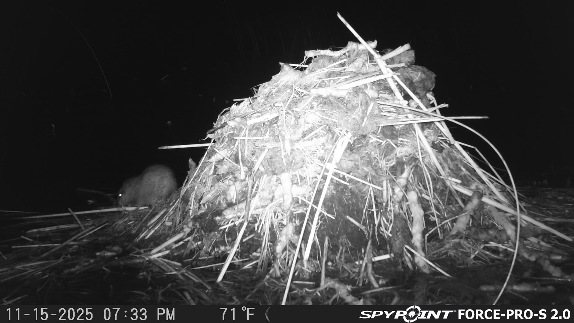 Automatically sort trail camera images with trailcamai