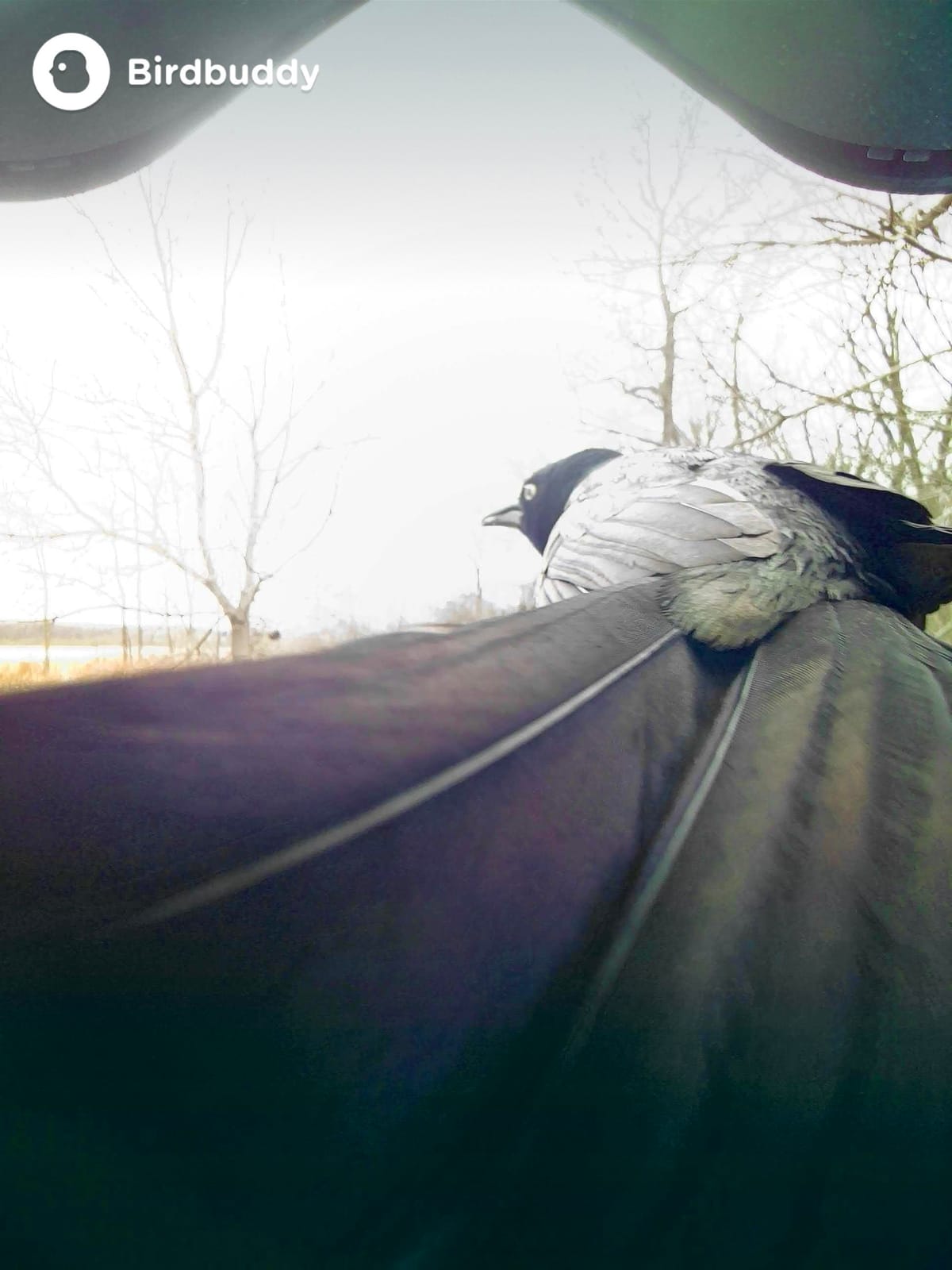 Someone please Photoshop a “Phantom of the Opera” mask onto this grackle for me