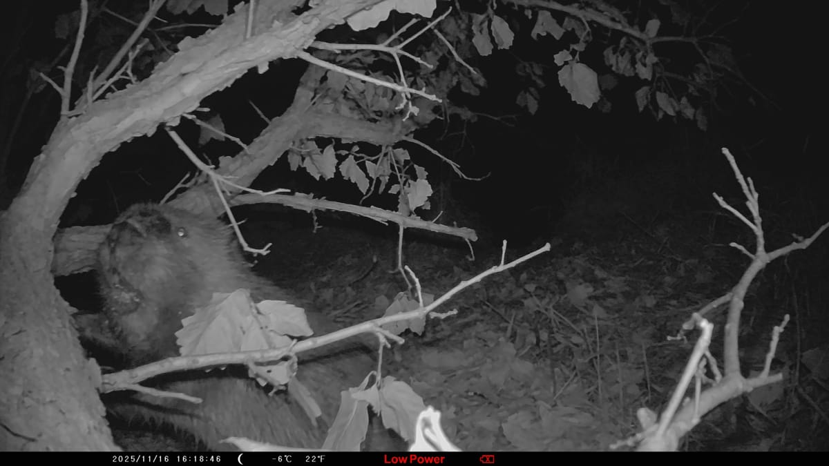 Beavers in Dexter, MI